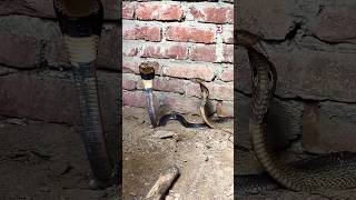 Three men rescued two snake Part3 snakeresque africanwildlife [upl. by Hulbert]