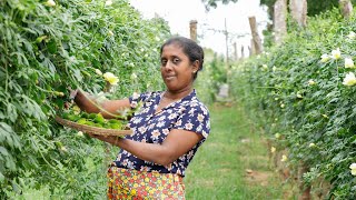 Spiny gourd  Gourd is very tasty when made this way village kitchen recipe [upl. by Tierza]