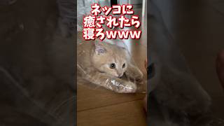 ネッコの動画で癒されたら寝ろｗｗｗ 2ch 2ch動物スレ 2ch面白いスレ 動物 犬 猫 癒やし ねこ [upl. by Anauqcaj833]