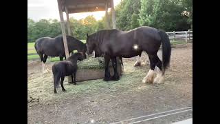 Shire horses 🐴 [upl. by Adnylg]