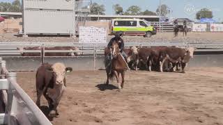 Colliers Agribusiness Maiden Campdraft Final [upl. by Athey]