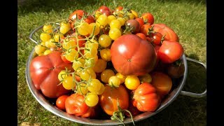 🍅 Tomaten selber anbauen 🍅 Vom Keimling bis zur Köstlichkeit Die eigenen Tomaten [upl. by Ykcor]