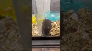 Petco Animal store 🐹 [upl. by Giarg523]