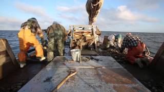 Oystering on the Skipjack Hilda M Willing [upl. by Aneeuqal978]