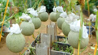 How to Grow Cantaloupe From A To Z At Home High Yield Big Fruit Super Sweetness [upl. by Mohorva447]