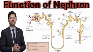 Lec10 Function of Nephron by pgc [upl. by Ilan886]