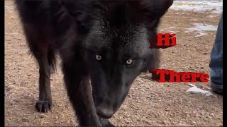 Visiting The Colorado Wolf and Wildlife Center amp Meeting Some Wolves Getting Wolf Facts amp Education [upl. by Sitoel]