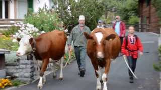 Alpabzug in Wengen  Cows return from the Alp to the Valley in Wengen [upl. by Borroff753]