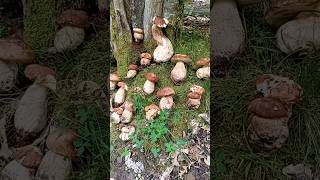 Funghi Porcini 2024 quotBoletus di Giugno quot 🍄‍🟫NaturaWild FunghiPorcini2024 PorciniEstatini [upl. by Riley]