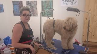 How to Groom Your Australian Labradoodle [upl. by Mcnutt]