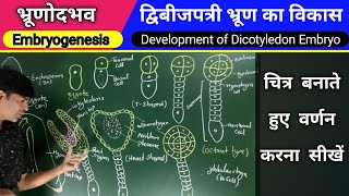 भ्रूणोदभव Embryogenesis द्विबीजपत्री भ्रुण का विकास Development of Dicotyledon embryo [upl. by Yud]