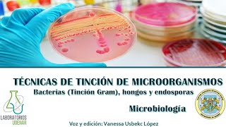 Técnicas de tinción de microorganismos Bacterias Tinción Gram hongos y endosporas [upl. by Darsey681]