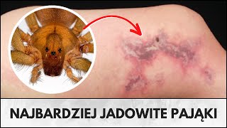 10 najbardziej jadowitych pająków na świecie [upl. by Mehetabel211]