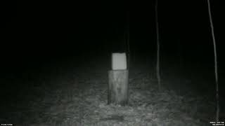 Feedercam Capture 20241030 [upl. by Epilef993]