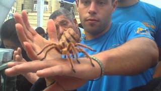 Tarantulas Spiders Como debes tomar manipular una arana tarantula pollito yessalmongmailcom [upl. by Any]