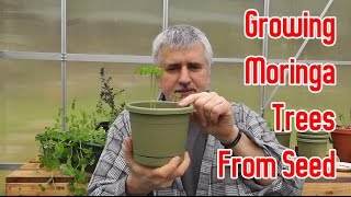 Growing Moringa Trees From Seeds [upl. by Adnoryt]