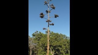 Agave americana Century plant Maguey American aloe [upl. by Airehc886]