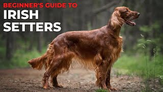 BEGINNERS GUIDE TO THE IRISH SETTER [upl. by Bravar]