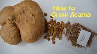 How to germinate Jicama seeds [upl. by Stargell283]