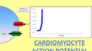 Where Does That Ion Go A Video of the Cardiomyocyte Action Potential Part 2 [upl. by Zetes]