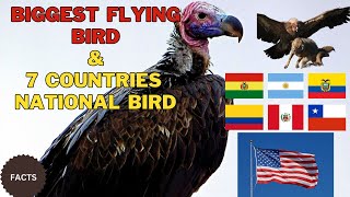 Andean Condor Biggest Flying Bird 7 countries national bird [upl. by Kassia]