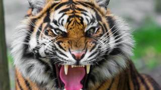 sound of tiger growling  tiger sound effect loud [upl. by Sedda]