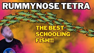 Rummynose Tetra EVERYTHING you need to know Complete care guide [upl. by Assirhc]