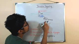 Insulin signaling pathway [upl. by Normie233]