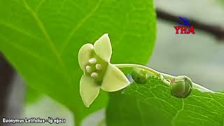 Euonymus Latifolius  İğ ağacı [upl. by Ophelia]