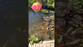 😍❤️WOW😍❤️ FISH COLORS AND CLEAR WATER ponds fish koi [upl. by Forester]