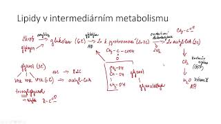 Katabolismus lipidů [upl. by Branscum]