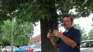 Pin oak Quercus palustris  Plant Identification [upl. by Epps312]