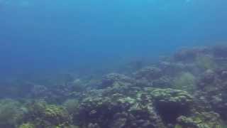 Edge of coral reef various coral and plant life green sea turtle [upl. by Einnaej593]