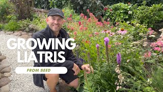 Liatris From Seed to Flower  Perennial Garden [upl. by Cassidy]