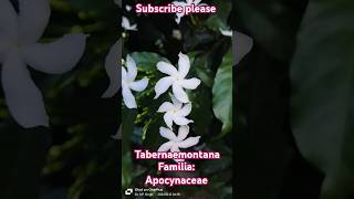 Tabernaemontana genus species apocyanaceae trending botany viralvideo motivation facts [upl. by Cornwell]