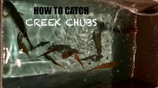 HOW TO CATCH CREEK CHUBS [upl. by Shaya]