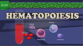 HEMATOPOIESIS or HEMOPOIESIS [upl. by Kathleen]