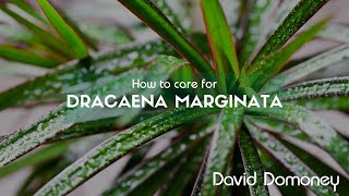 Dracaena marginata [upl. by Acitel]