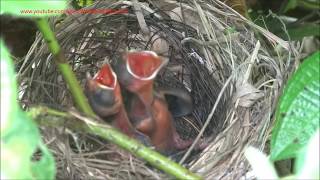 Red Whiskered Bulbul Mother feeding Babies [upl. by Oribel]