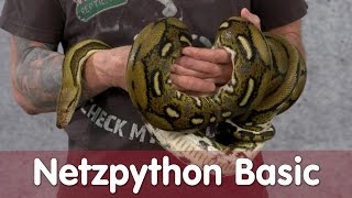 Reptil TV  Folge 99  Netzpython Basic [upl. by Campney876]