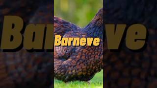 9 Gallina BARNEVELDER chicken 🐓🥚 [upl. by Tatianna]