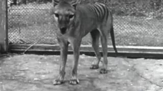 Footage of a Tasmanian Tiger [upl. by Akimet]