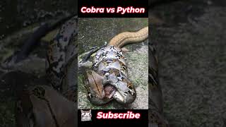 Cobra vs Python  King Cobra Takes On Reticulated Python  Wildlife Battle  Actual Video [upl. by Yllehs]