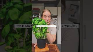 why your storebought basil always dies [upl. by Lynnell]