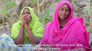 Reportage sur les catastrophes naturelles  FAO Djibouti [upl. by Jumbala638]