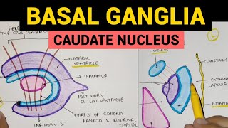 Basal Ganglia  1  Caudate Nucleus [upl. by Gobert648]