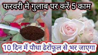 Rose plant care in the month of februaryRose plant care Rose plant growing tipsगुलाब gulabki care [upl. by Zarihs800]