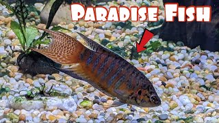 Paradise Fish Watch This Before Getting Yours [upl. by Sheff]