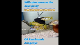 OB Exochromis Anagenys In Stock [upl. by Keever535]