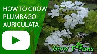 How to grow Plumbago auriculata [upl. by Swarts]